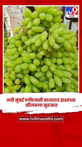 नवी मुंबई एपीएमसी बाजारात द्राक्षांच्या सीजनला सुरुवात.
