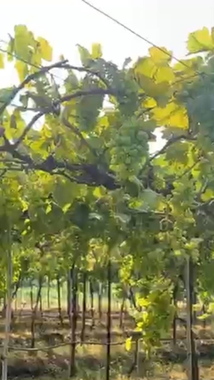 द्राक्ष बागेतील झाडांवर तणनाशक फवारल्याने लाखोचं नुकसान