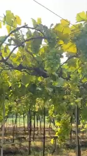 द्राक्ष बागेतील झाडांवर तणनाशक फवारल्याने लाखोचं नुकसान.