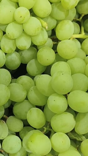 नाशिकच्या गोड द्राक्षे परदेशात निर्यात.