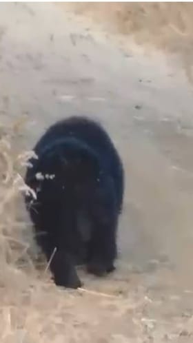 बोर व्याघ्र प्रकल्पात पर्यटकांना एकाचवेळी तीन अस्वलांचे दर्शन.