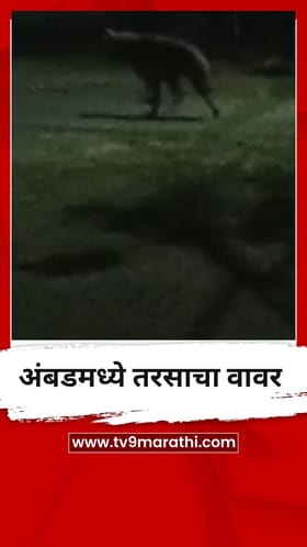 अंबडमध्ये तरसाचा वावर, नागरिकांमध्ये भीतीचं वातावरण.