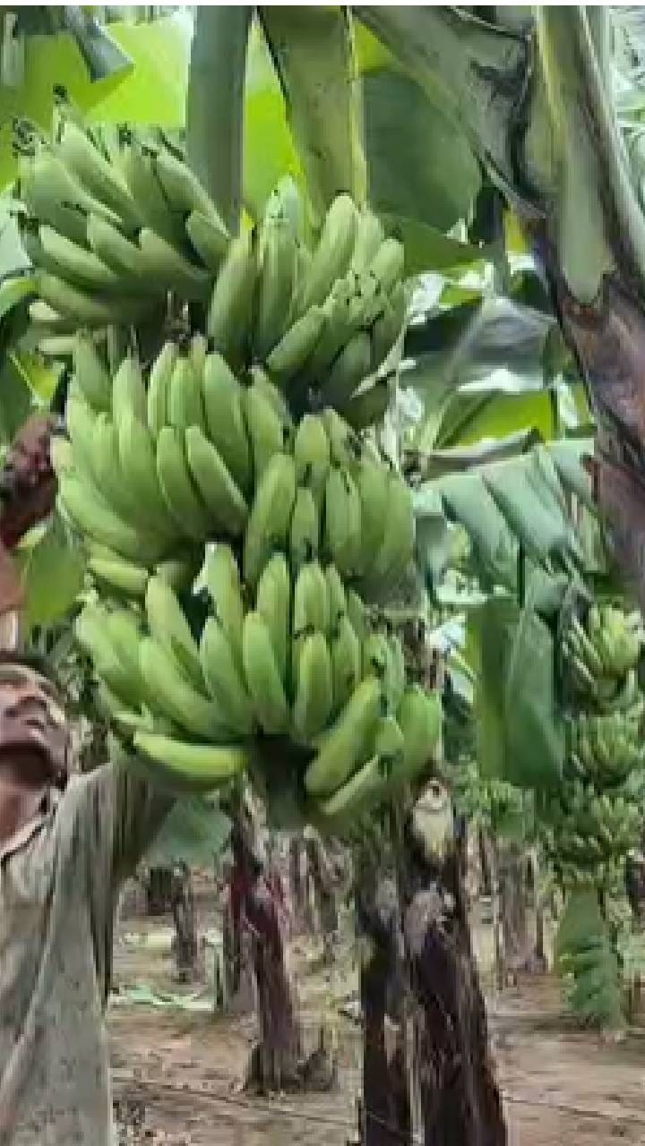 केळी पीक विम्याबाबत थांबलेली पडताळणी पुन्हा केली जाणार