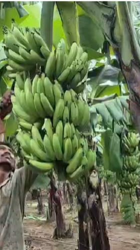 केळी पीक विम्याबाबत थांबलेली पडताळणी पुन्हा केली जाणार.