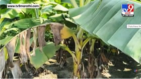 Jalgaon| कडाक्याच्या थंडीमुळे केळीच्या उत्पादनाला करपा रोगाने घेरलं.