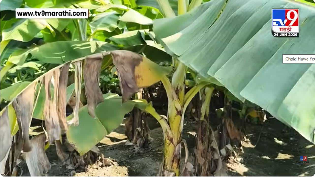 Jalgaon| कडाक्याच्या थंडीमुळे केळीच्या उत्पादनाला करपा रोगाने घेरलं; जळगावातील शेतकरी चिंतेत Jalgaon| कडाक्याच्या थंडीमुळे केळीच्या उत्पादनाला करपा रोगाने घेरलं; जळगावातील शेतकरी चिंतेत