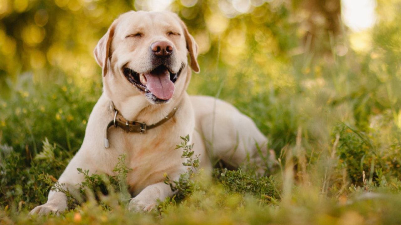 कुत्रे - कुत्र्यांना त्यांच्या मृत्यूची कल्पना आधीच येते. एवढेच कुत्र्यांना मनुष्यांच्या मृत्यूची देखील चाहुल लागते असे म्हटले जाते. कुत्रे मृत्यूजवळ आला की जेवत नाहीत. 