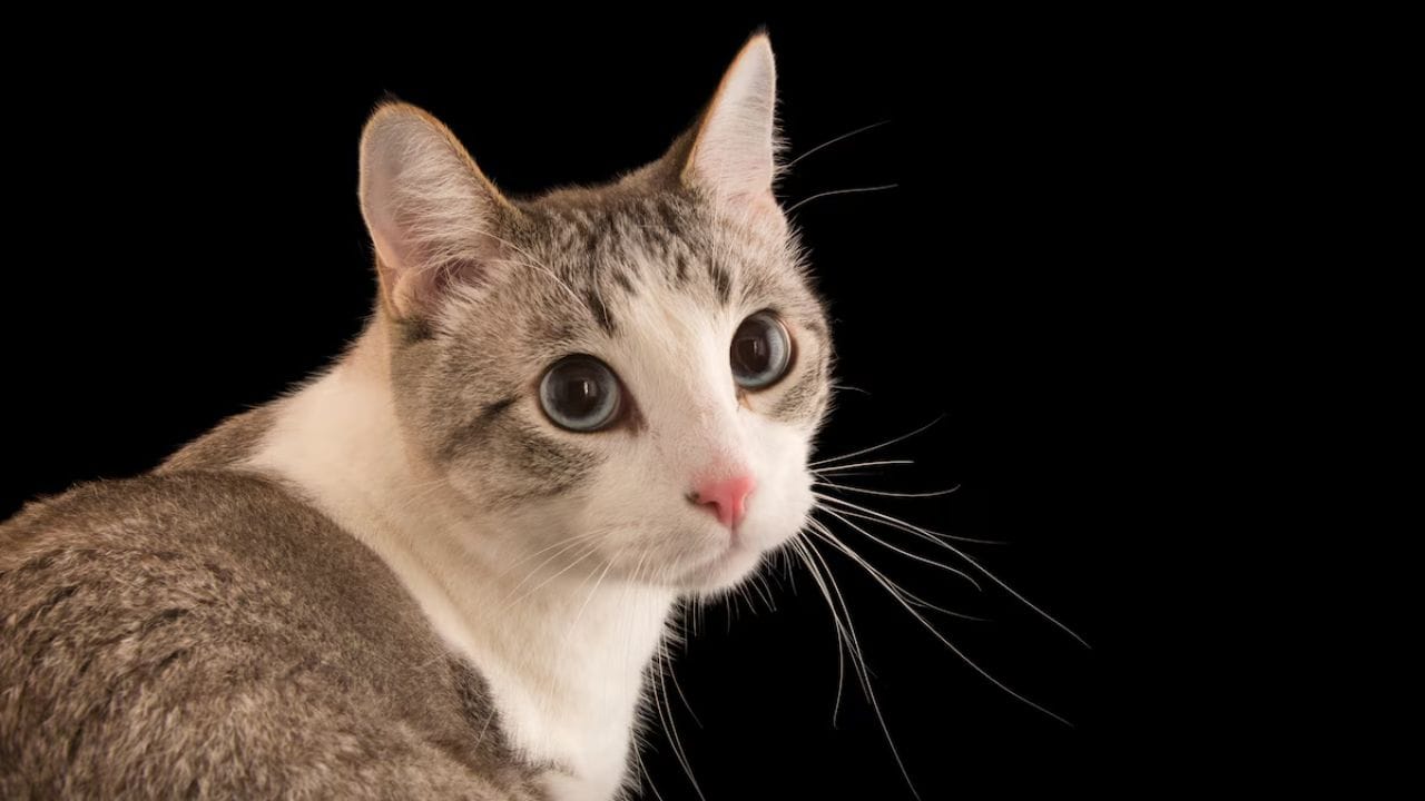 मांजर - मांजराला आठवडाभर आधीच्या त्याच्या मृत्यूची चाहुल लागते. मांजर देखील मृत्यूच्या आधीच अन्न-पाणी सोडून देते आणि एकांतात रहाते. 