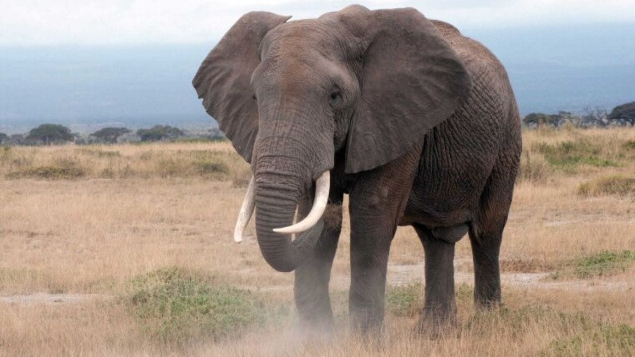 हत्ती - हत्ती सर्वात बुद्धीमान प्राणी म्हणून ओळखला जातो. हत्तींना त्यांच्या मृत्यूची चाहूल आधीच लागत असते.ते अन्न - पाणी सोडून देतात. आणि एकांतात रहायला लागतात. आपला कळप सोडून एकट्याने मृत्यूची वाट पाहात थांबतात. 