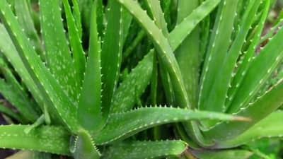 Vastu Shastra : घरात या दिशेला कधीच नसावं कोरफडीचं रोप, वास्तुशास्त्र कायं सांगतं?