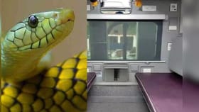 एसी कोचमध्ये लहान मुलाचा सापासोबत दोन तास खेळ, साप खाली पडताच एकच खळबळ.