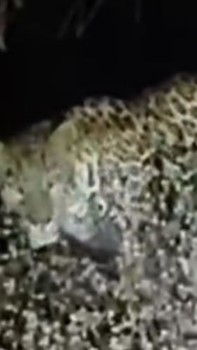 बुलढाणा जिल्ह्यातल्या भास्तन शेत शिवारात बिबट्याचा मुक्तसंचार.