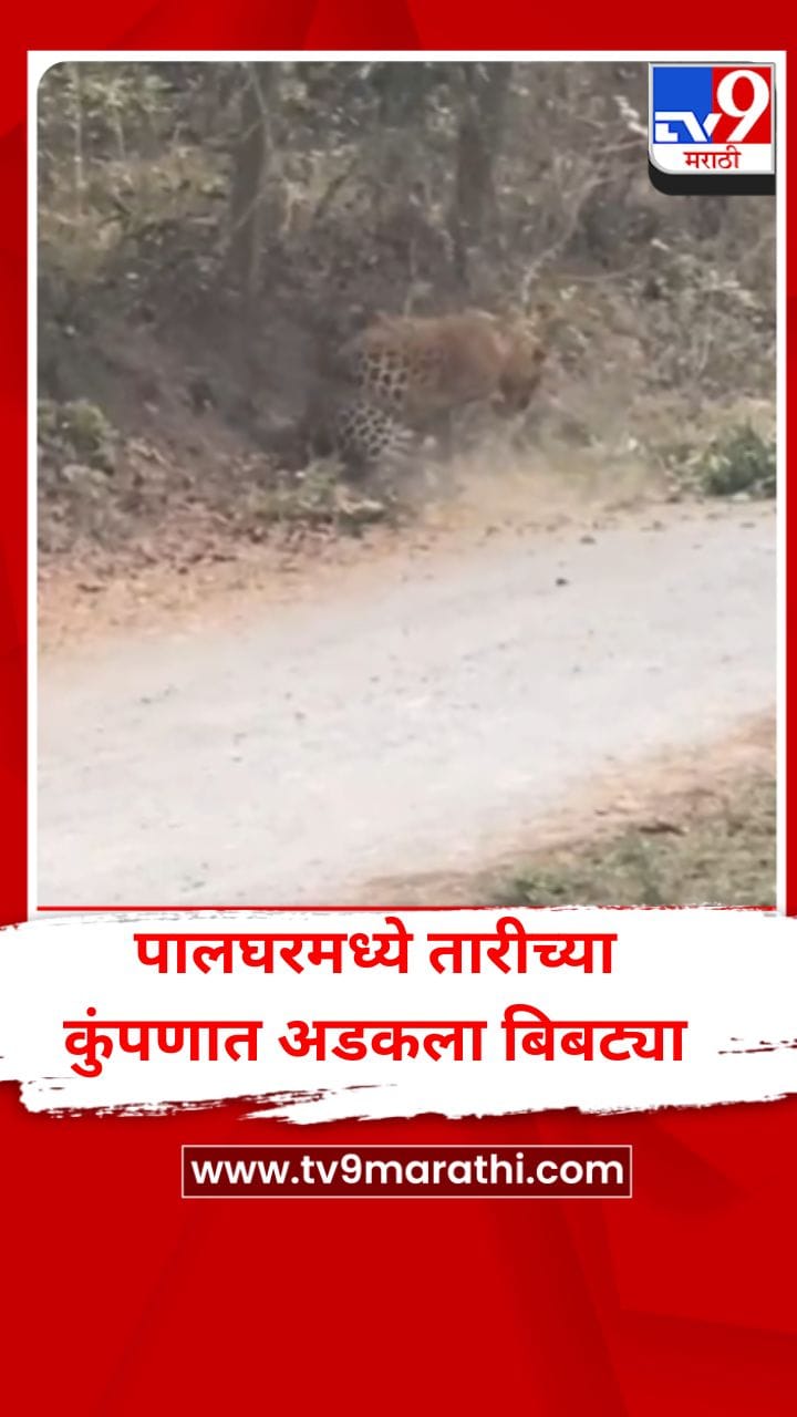 पालघरमध्ये तारेच्या कुंपणात अडकला बिबट्या, बघ्यांची गर्दी