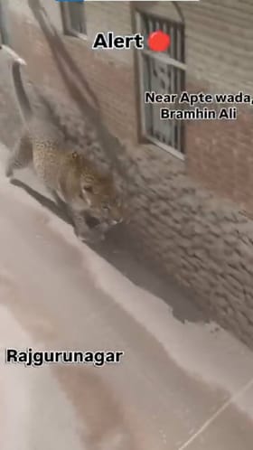 पुण्यात बिबट्या वावरतानाचा AI व्हिडीओ व्हायरल; संतप्त नागरिकांनी तरुणाला धरलं अन्...