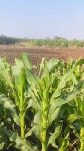 रानडुकराच्या हल्ल्यामुळे बिबट्याच्या तावडीतून तरुण शेतकरी थोडक्यात बचावला, Video.