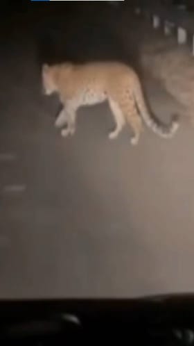 गाडीसमोर अचानक आला बिबट्या अन्..; तरुणांची बोबडीच वळली.