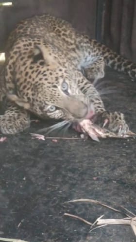 पिंजऱ्यात बिबट्याने मारला माशावर ताव.