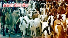 Goat Bank: ग्रामीण महिलांना कर्जावर दिल्या जातात शेळ्या.