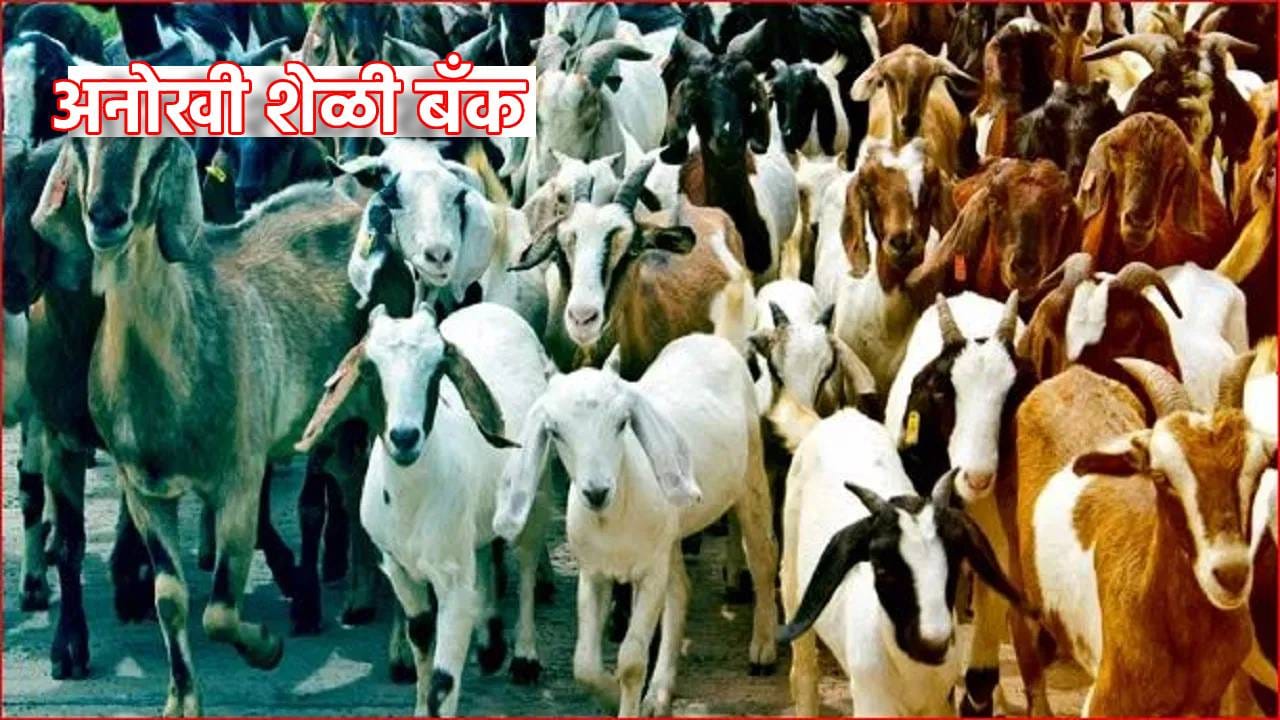 Goat Bank: महाराष्ट्रातील अनोखी बँक; ग्रामीण महिलांना कर्जावर दिल्या जातात शेळ्या; तर व्याज म्हणून द्यावी लागते ही गोष्ट, तुमचाही विश्वास नाही बसणार Goat Bank: महाराष्ट्रातील अनोखी बँक; ग्रामीण महिलांना कर्जावर दिल्या जातात शेळ्या; तर व्याज म्हणून द्यावी लागते ही गोष्ट, तुमचाही विश्वास नाही बसणार