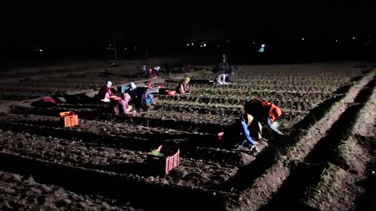 मजुरांची टंचाई, मालेगावमध्ये रात्री उशीरा कांदारोप लागवड