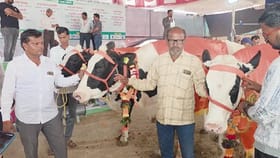 मराठवाड्यातील गायी विजयाच्या मानकरी,तब्बल 54 लिटर दूध देण्याचा विक्रम