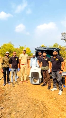 आक्रमक माकडाला वनविभागाने केले रेक्स्यू.