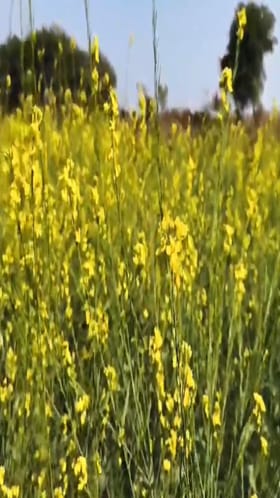 मोहरीचे पीक बहरले, गहू हरभरा पिकाला पर्याय, जिल्ह्यात 500 हेक्टर पेक्षा जास्त क्षेत्रावर पेरणी.