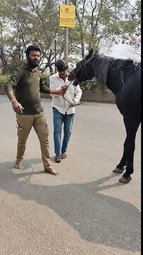 नाशिकमध्ये अंधश्रद्धेच्या नावाखाली काळ्या घोड्यांच्या छळाचा प्रकार.