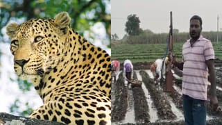बिबट्याचा भयंकर टेरर… चक्क हातात बंदूक घेऊन शेतकऱ्याची शेतात राखण; अहिल्यानगरचा व्हिडीओ व्हायरल