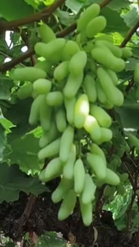 नाशिक : थंडी आणि ढगाळ वातावरणामुळे द्राक्ष उत्पादक शेतकरी चिंतेत.