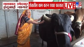 वयोवृद्ध इंदुबाई नागरे निवडणुकीच्या मैदानात... शेती करून नाशकात प्रचार.