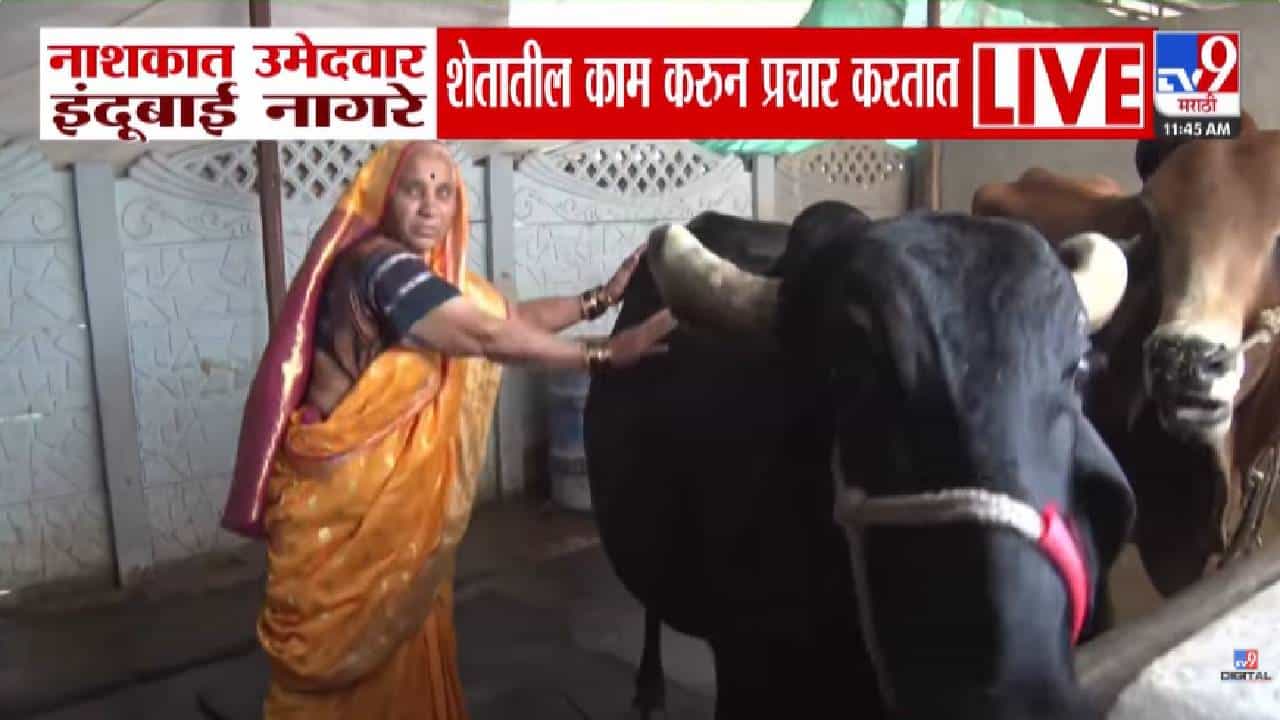 Nashik Municipal Election: वयोवृद्ध इंदुबाई नागरे निवडणुकीच्या मैदानात... शेती करून प्रचार, नाशिकमध्ये का होतेय चर्चा?