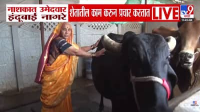 Nashik Municipal Election: वयोवृद्ध इंदुबाई नागरे निवडणुकीच्या मैदानात… शेती करून प्रचार, नाशिकमध्ये का होतेय चर्चा?