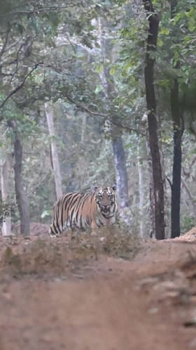 भंडारा : उमरेड-कऱ्हांडला अभयारण्यात T-20 शॅडो वाघीणीचा तीन बछड्यांसह रोड शो....