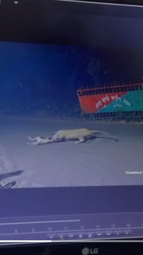 ठाणे : संजय गांधी राष्ट्रीय उद्यानात कुत्र्याची शिकार करताना बिबट्या सीसीटीव्हीत कैद.