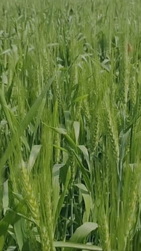 धुळे जिल्ह्यामध्ये ढगाळ वातावरणाने रब्बी पिके धोक्यात आली आहेत.