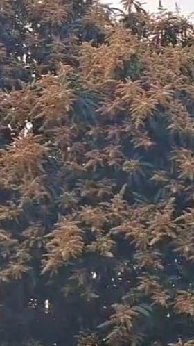 बुलढाणा : बदलत्या वातावरणामुळे आंबा पिक धोक्यात, मोहर गळून पडू लागला....