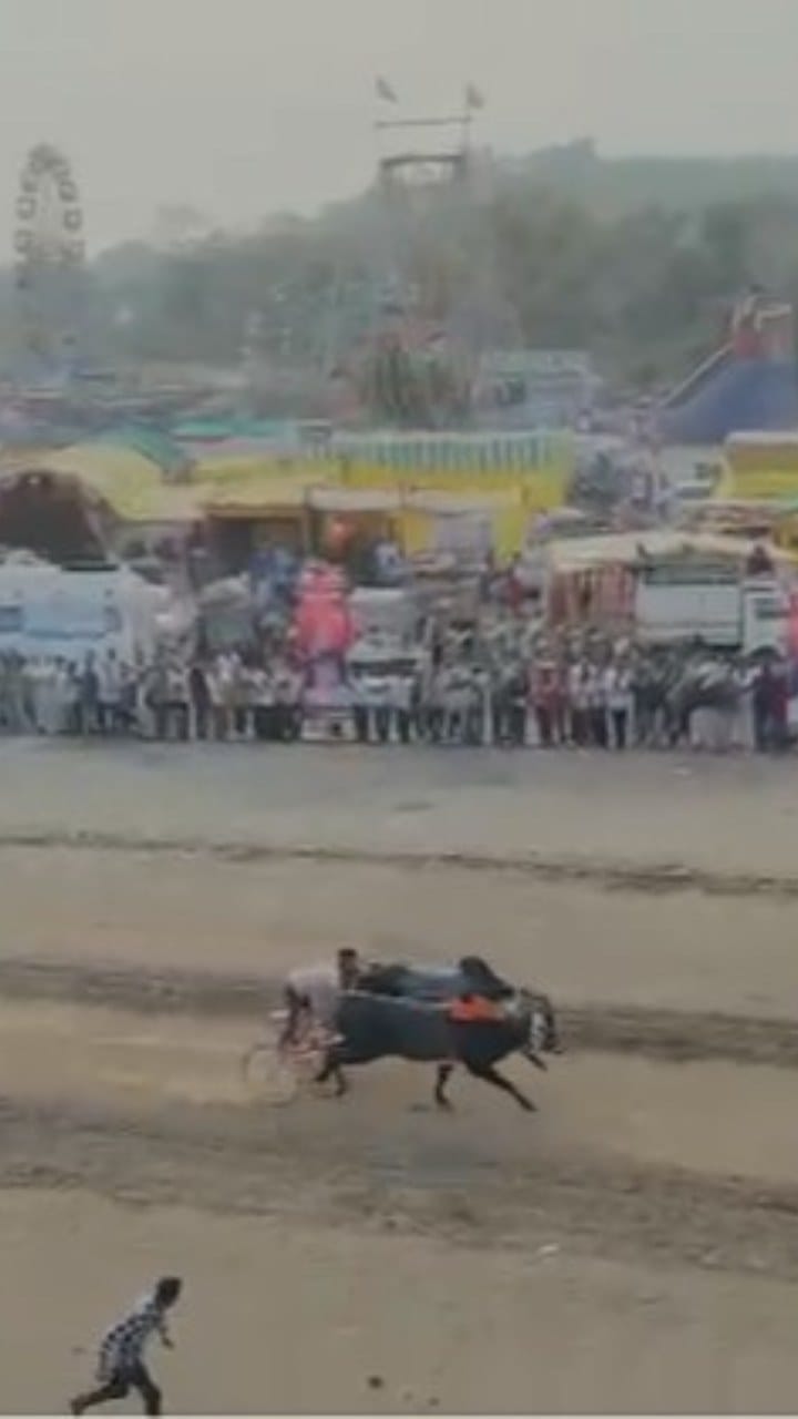 अमरावती : बहिरम यात्रेत आमदार प्रवीण तायडे यांच्या आमदार हिंद केसरी जंगी शंकरपटाचे आयोजन