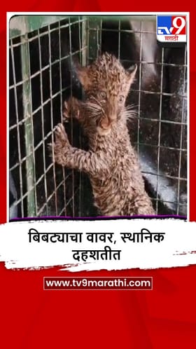 Nashik: निफाड तालुक्यातील मानोरी खुर्द परिसरात बिबट्याचा वावर.