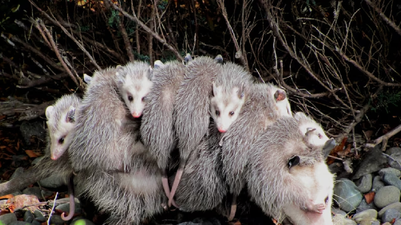 कोआला आपल्या आळशी स्वभावासाठी आणि झोपेसाठी प्रसिद्ध आहे. हा प्राणी एका दिवसात केवळ 2 ते 6 तासच जागा असतो. उर्वरित वेळ तो झोपण्यात घालवतो.