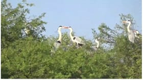 काटेपूर्णा अभयारण्यात पार पडली आशियाई पाणपक्षी गणना.