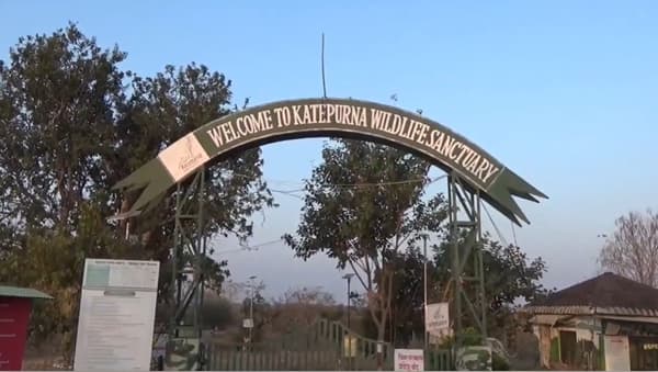 काटेपूर्णा जलाशयातील मानवनिर्मित द्वीपावर शेकडो पाणपक्ष्यांचा वावर कायमस्वरूपी पाहायला मिळतो.या पार्श्वभूमीवर आज संपूर्ण आशिया खंडात एकाच वेळी पाणपक्षी गणना करण्यात येत असून, काटेपूर्णा अभयारण्यातील जलाशयावरही पक्ष्यांची संख्या व प्रजातींची सविस्तर नोंद वाशीम आणि अकोला जिल्ह्यातील पक्षी अभ्यासकांमार्फत घेतली जात आहे.