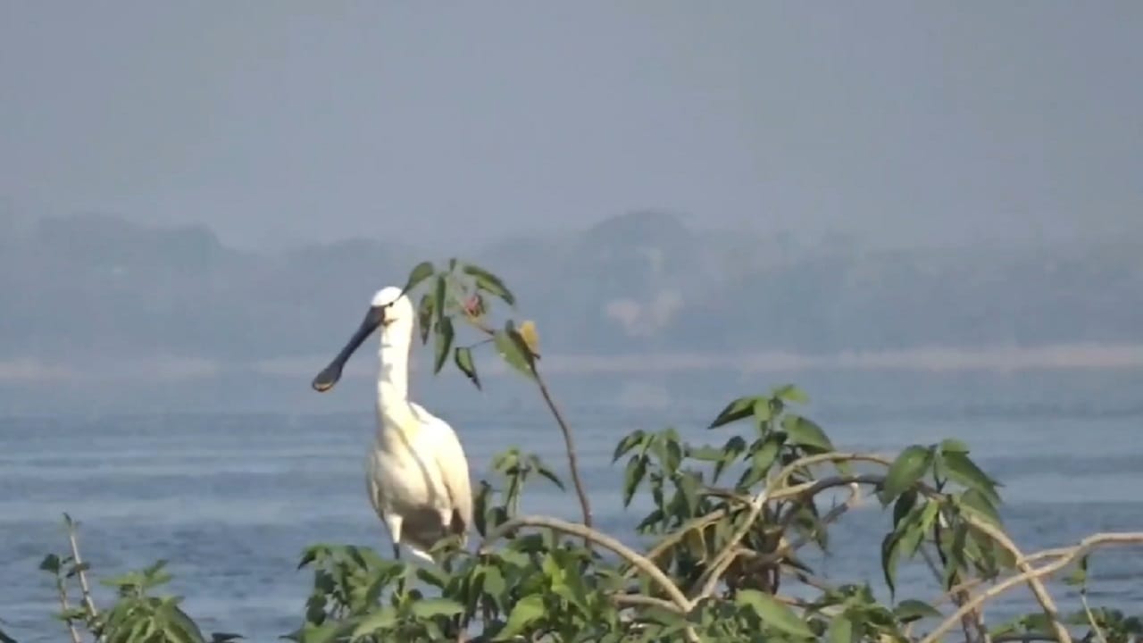 वन विभागाच्या मार्गदर्शनाखाली तज्ज्ञ, पक्षी अभ्यासक आणि स्वयंसेवकांच्या सहभागातून ही प्रक्रिया राबविण्यात येत आहे अशी माहिती वाशीम-अकोला येथील पक्षी अभ्यासक मिलिंद सावदेकर व अमोल सावंत यांनी दिली.