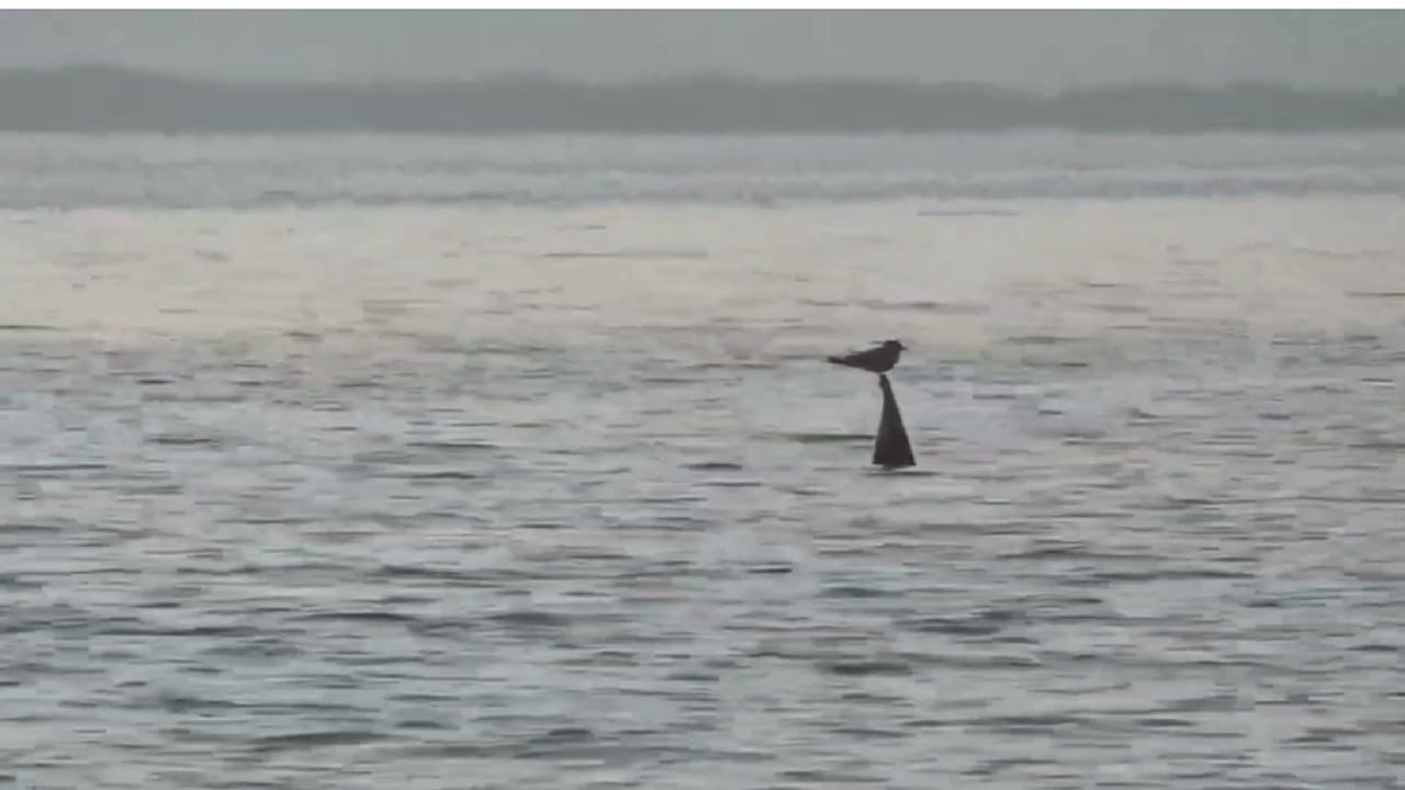 वाशीम जिल्हा हा उत्तरेकडून दक्षिणेकडे स्थलांतर करणाऱ्या अनेक पक्ष्यांसाठी महत्त्वाचा थांबा ठरत असून, दरवर्षी जानेवारी महिन्यात विविध देशांतून येणारे विदेशी स्थलांतरित पक्षी जिल्ह्यातील जलाशय, नद्या व अभयारण्यांमध्ये मोठ्या संख्येने दाखल होतात.   