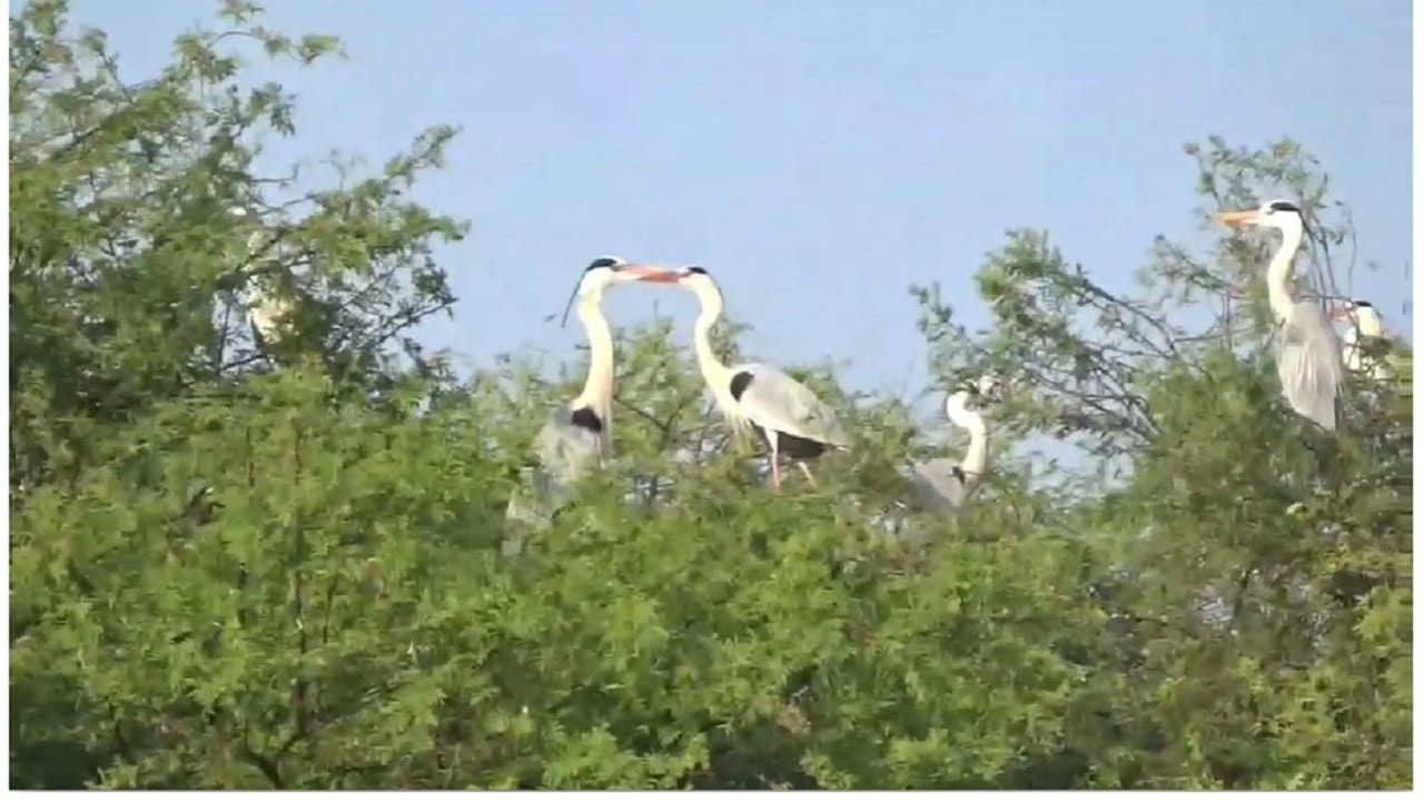 दरम्यान आज झालेल्या पानपक्षी गणनेत करडा बगळा, सापमाने पाणपक्षी,लहान पाणकावळा काळ्या पंखांची टिटवी, जांभळा जलकोंबडा, रिव्हर टर्न, सामान्य पाणबदक, आशियाई चमचाबगळा, मोठा जाडघोट्या टिटवी, उत्तरी, शेपटाबदक, सुरखाब बदक आदी पान पक्षांचे दर्शन झाले.