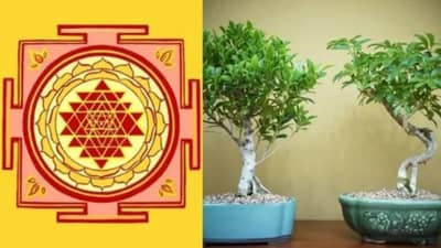 Vastu Shastra : ऑफिसच्या डेस्कवर कधीच नसावीत ही रोपं, प्रगतीमध्ये येतो अडथळा