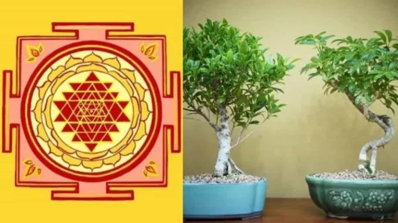 Vastu Shastra : ऑफिसच्या डेस्कवर कधीच नसावीत ही रोपं, प्रगतीमध्ये येतो अडथळा