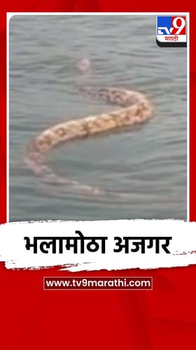 बापरे! पाण्यात पोहतोय महाकाय अजगर, व्हिडीओने खळबळ.