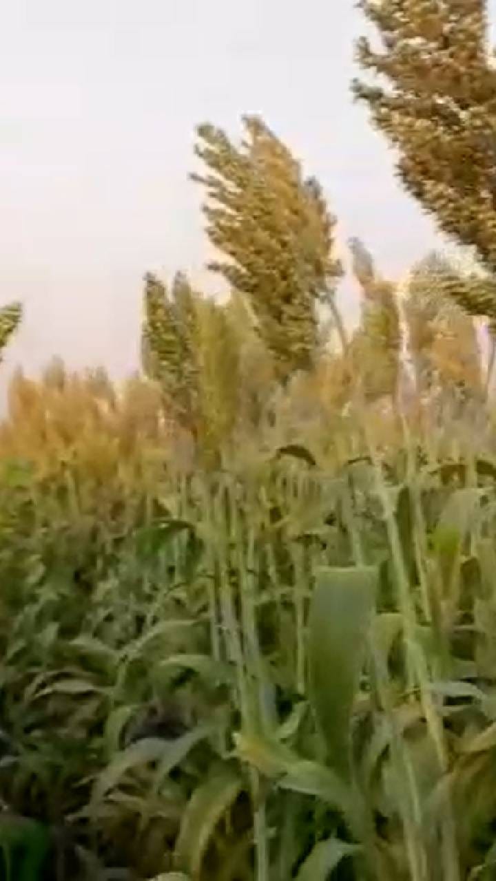 रब्बी ज्वारीवर किडींचा हल्ला, पाचोरा परिसरातील शेतकरी चिंतेत