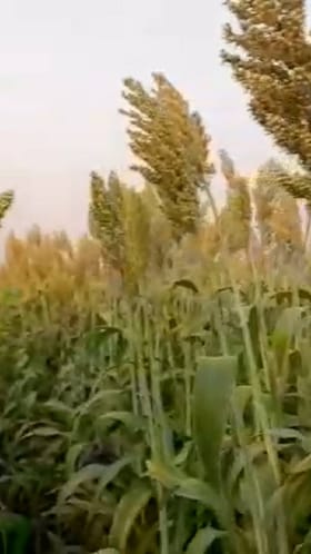 रब्बी ज्वारीवर किडींचा हल्ला, पाचोरा परिसरातील शेतकरी चिंतेत.